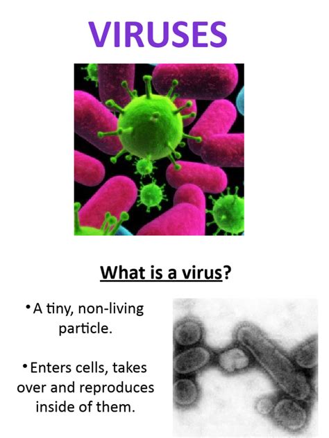 Image result for Viruses Explained