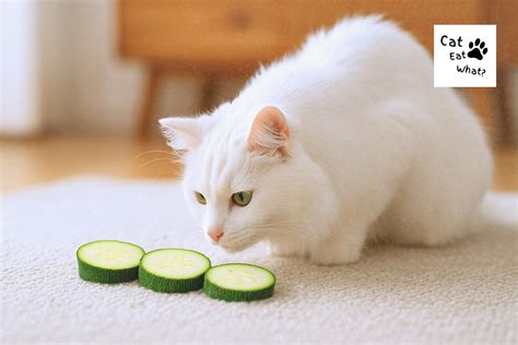 Can Cats Eat Zucchini Cooked