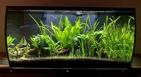 Vallisneria taking over tank, should I keep letting the jungle grow or contain it to the right ...