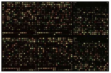 cDNA Microarray 的图像结果