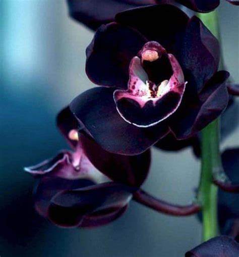 The Black Orchid Flower at Mary Bevis blog