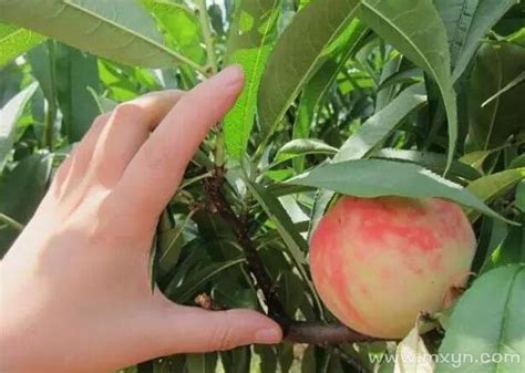 孩子们从果树上摘桃子吃照片摄影图片_ID:159654550-Veer图库
