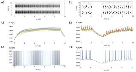 Striatal Cholinergic Signaling in Time and Space