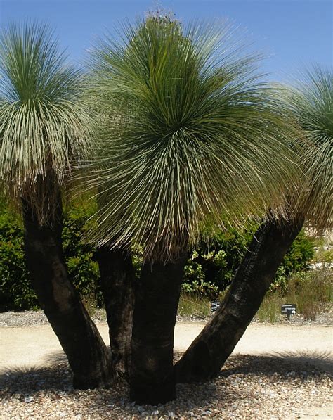 Xanthorrhoea - Grass Trees Native to Australia. | Low maintenance garden, Low maintenance plants ...