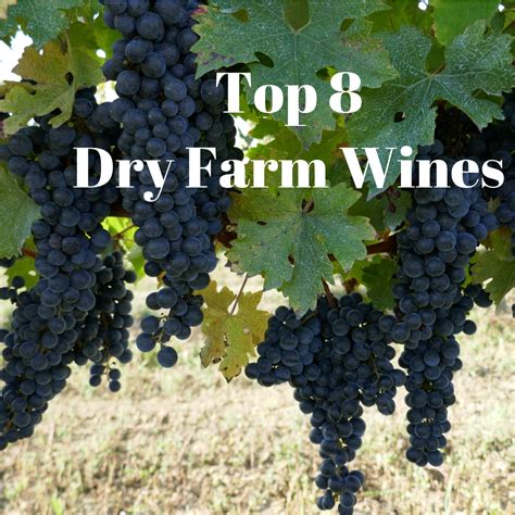 Top 8 Dry Farm Wines Worth Trying - [2021 Update]