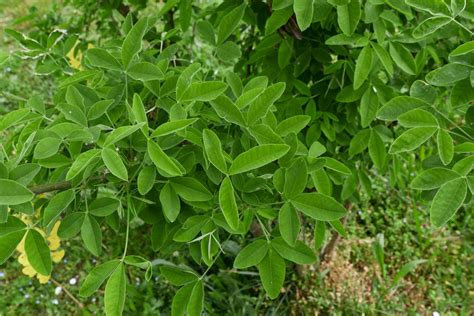 Image result for Pruning a Laburnum Tree