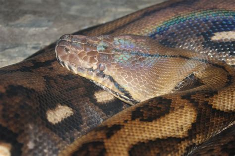 Reticulated Python Power 的图像结果
