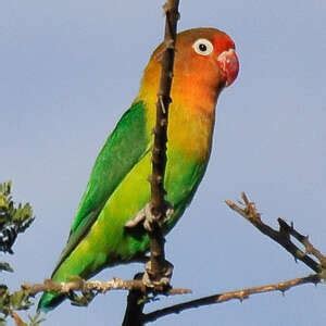 Image result for Inseparable De Fischer