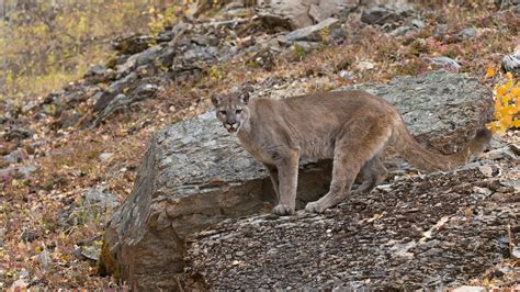 Election results: Where Colorado's animal ballot measures stand - Axios ...