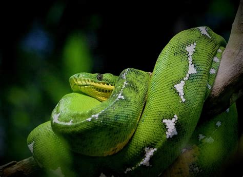 Image result for Python Snake Face
