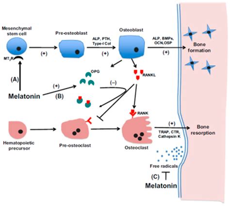 Pineal Calcification, Melatonin Production, Aging, Associated Health ...