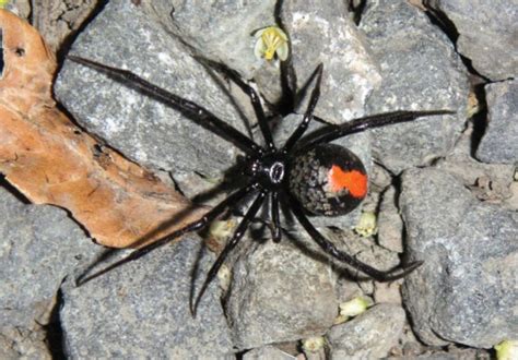 5 najopasnijih pauka | Zagreb.in