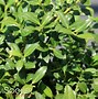 Image result for Soft Touch Holly Hedge