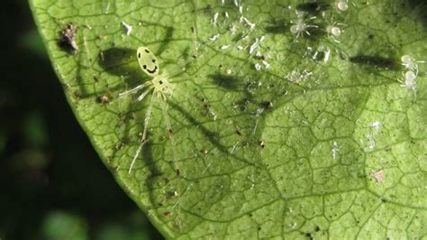 Scientists found a smiley-faced spider in the Himalayas, thousands of ...