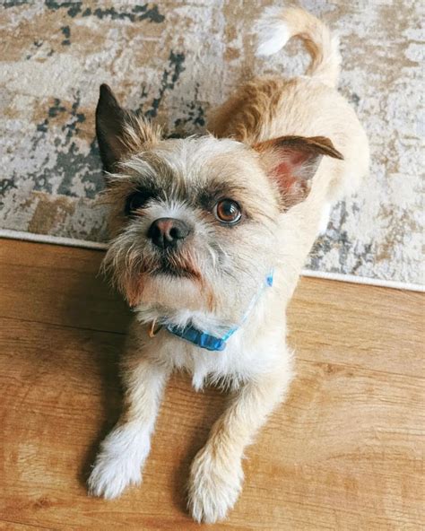 Shih Tzu Chihuahua Mix Health, Lifespan, Diseases