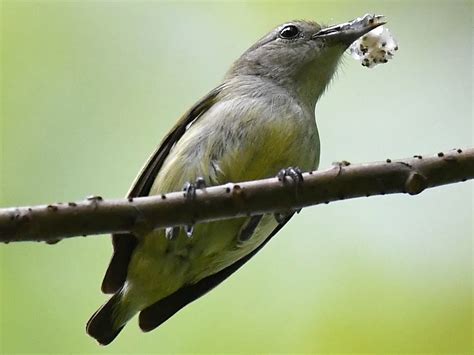 Andaman Flowerpecker - eBird