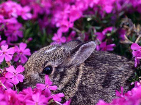 Image result for Rabbits Springtime