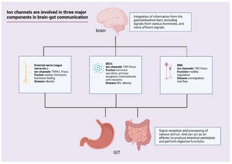 Role of Ion Channels in the Chemotransduction and Mechanotransduction ...