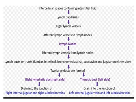 Lymphatic System Process 的图像结果