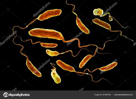 How Do You Get Vibrio Cholerae Bacteria