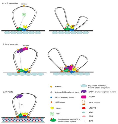 Advances Towards How Meiotic Recombination Is Initiated: A Comparative ...