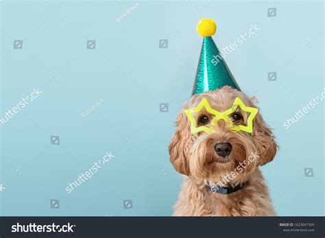 10,808 imágenes de Dogs birthday hats - Imágenes, fotos y vectores de ...