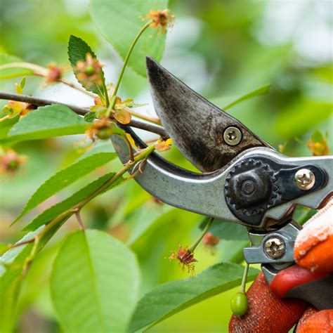 10 Essential Gardening Tips for Beginners – Ecofynd