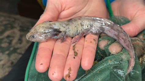 Watch what happens when he finds the rarest axolotl alive