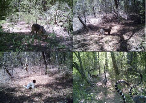 Lemur Natural Predator