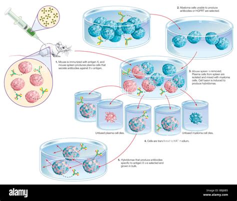 Monoclonal antibody production Cut Out Stock Images & Pictures - Alamy
