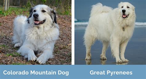 Image result for Generate Random 6 Digit Number jQuery