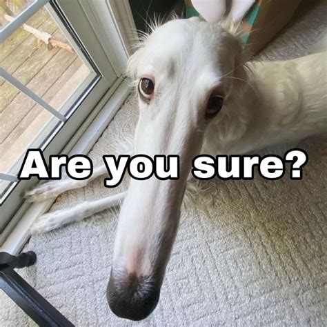 Silly Dog Meme - Are You Sure?