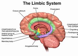 limbic 的图像结果