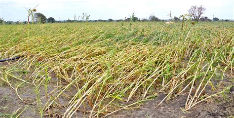Maharashtra farmers face impacts of hailstorms and State’s “Inaction ...