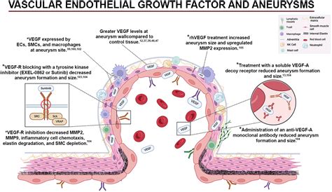 Vascular Endothelial Growth Factor and the Pathogenesis of Intracranial Aneurysms: A Systematic ...