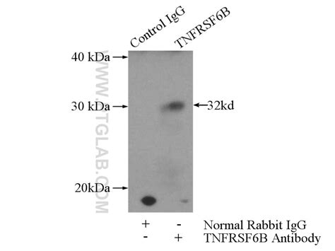 TNFRSF6B antibody (24999-1-AP) | Proteintech