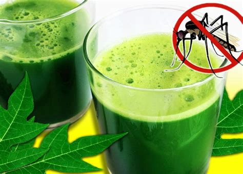 Dengue Fever and Zika Virus signs, symptoms, treatment, precautions and ...