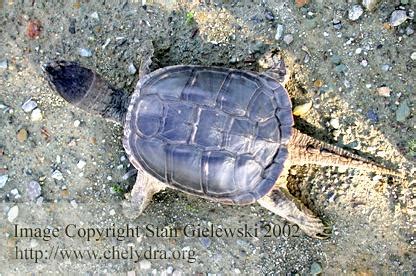 Image result for Snapper Turtle