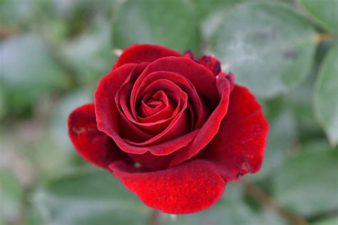 Free picture: blurry, red, romance, petal, rose, plant, shrub, flower, roses, leaf