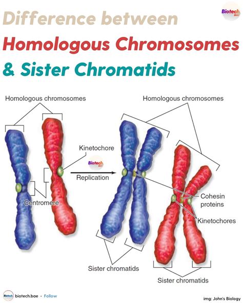 Sister Chromatids And Homologous Chromosomes