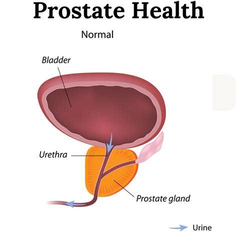Best 8 Ultimate Guide to Prostate Health: Tips & Natural Remedies – Artofit