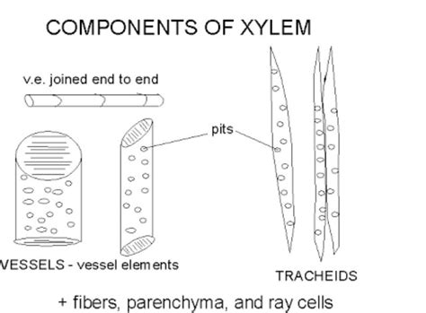 what are the component of xylem and draw the living component among ...