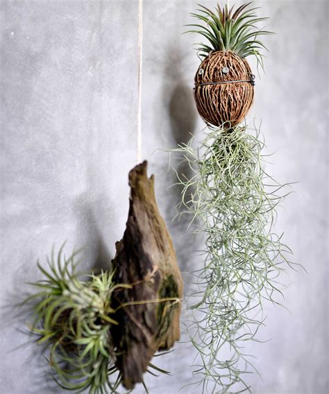 How to care for air plants: expert tips to help them thrive | Homes and ...