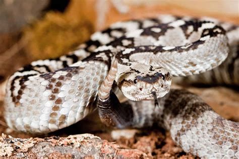 Discover 9 Black and White Snakes: Types and Where They Live - A-Z Animals