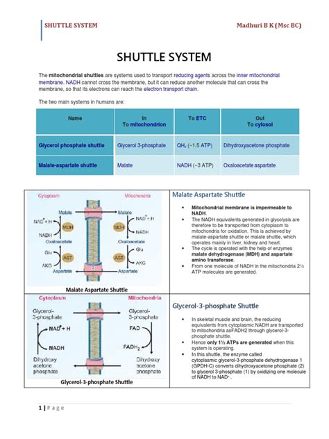 Shuttle System | PDF | Mitochondrion | Adenosine Triphosphate