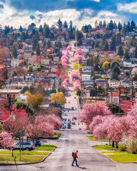 Best cherry blossom locations in seattle and beyond – Artofit