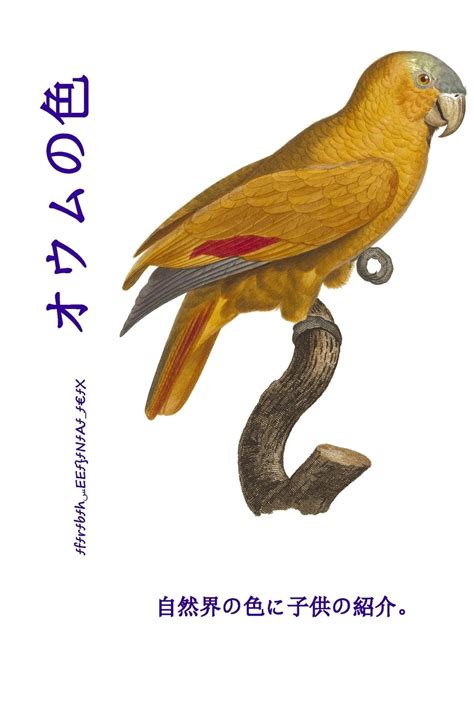 Buy Omu No Iro: Shizen-kai No Iro Ni Kodomo No Shokai (Kodomo No Tame ...