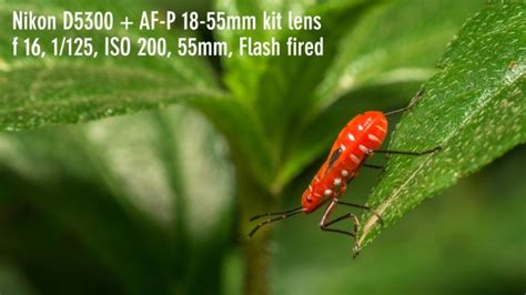 Raynox DCR-250 Sample Photos Part 2 | Macro Photography with Raynox DCR ...