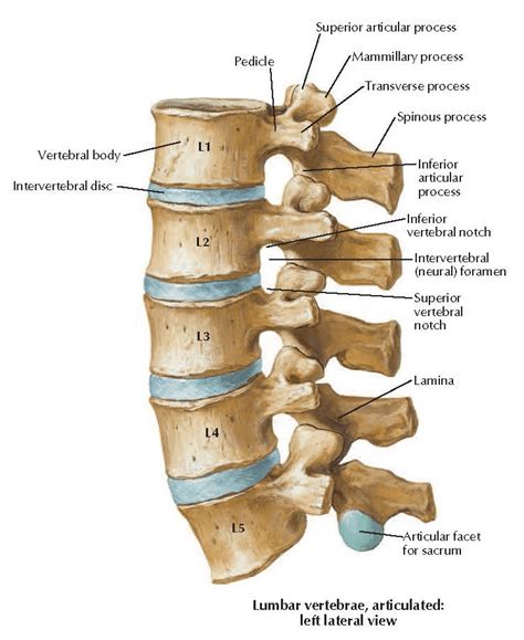 Lower Back 的图像结果