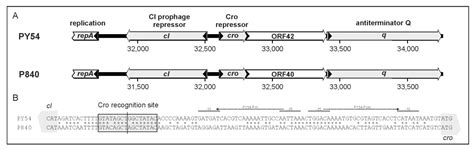 The Novel Yersinia enterocolitica Telomere Phage vB_YenS_P840 Is ...